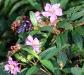 Flower and Bug