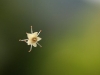 Flower held by a thread