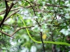 Green Snake