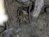 A Crab