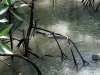 Monitor Lizard