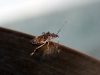 Creatures found in my home