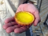 An Egg Tart