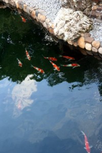 Effect of Circular Polarizing Filter - Reflection on Water Surface