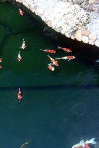 Effect of Circular Polarizing Filter - Reducing the Reflection on the Water Surface