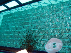 Under Sea Aquarium